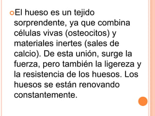 El hueso es un tejido
sorprendente, ya que combina
células vivas (osteocitos) y
materiales inertes (sales de
calcio). De esta unión, surge la
fuerza, pero también la ligereza y
la resistencia de los huesos. Los
huesos se están renovando
constantemente.