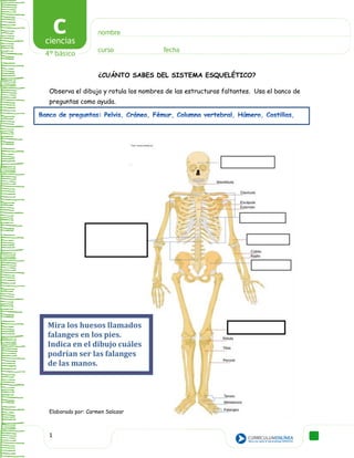 1
.
¿CUÁNTO SABES DEL SISTEMA ESQUELÉTICO?
Observa el dibujo y rotula los nombres de las estructuras faltantes. Usa el banco de
preguntas como ayuda.
Elaborado por: Carmen Salazar
Mira los huesos llamados
falanges en los pies.
Indica en el dibujo cuáles
podrían ser las falanges
de las manos.
