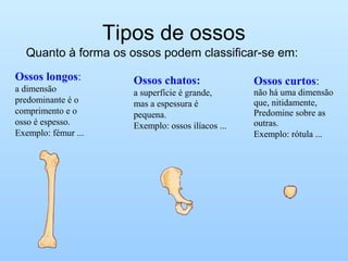 Tipos de ossos
Quanto à forma os ossos podem classificar-se em:
Ossos longos:
a dimensão
predominante é o
comprimento e o
osso é espesso.
Exemplo: fémur ...
Ossos chatos:
a superfície é grande,
mas a espessura é
pequena.
Exemplo: ossos ilíacos ...
Ossos curtos:
não há uma dimensão
que, nitidamente,
Predomine sobre as
outras.
Exemplo: rótula ...
 