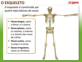 O ESQUELETO
O esqueleto é constituído por
quatro tipos básicos de ossos:
Ossos longos, como
o fémur e o úmero;
Ossos planos, como
as costelas, o esterno
e a maioria dos ossos
do crânio;
Ossos curtos, como
o carpo e o tarso;
Ossos irregulares,
como as vértebras.