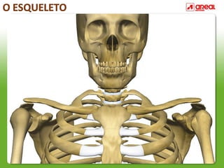 O ESQUELETO