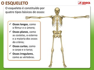 O ESQUELETO
O esqueleto é constituído por
quatro tipos básicos de ossos:
 Ossos longos, como
o fémur e o úmero;
 Ossos planos, como
as costelas, o esterno
e a maioria dos ossos
do crânio;
 Ossos curtos, como
o carpo e o tarso;
 Ossos irregulares,
como as vértebras.
 
