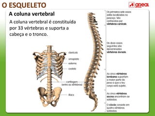 O ESQUELETO
A coluna vertebral é constituída
por 33 vértebras e suporta a
cabeça e o tronco.
A coluna vertebral
 