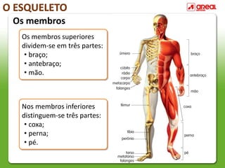 O ESQUELETO
Os membros
Os membros superiores
dividem-se em três partes:
• braço;
• antebraço;
• mão.
Nos membros inferiores
distinguem-se três partes:
• coxa;
• perna;
• pé.
 