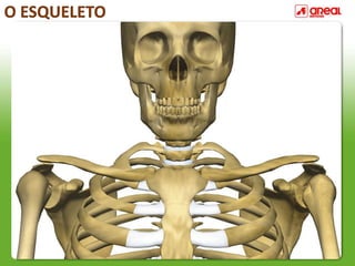 O ESQUELETO
 