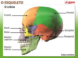 O ESQUELETO
O crânio
Frontal
Nasal
Malar
Maxilar
superior
Maxilar
inferior
Parietal
Occipital
Temporal
Caixa craniana
 