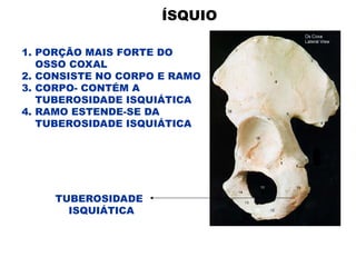ÍSQUIO
1. PORÇÃO MAIS FORTE DO
OSSO COXAL
2. CONSISTE NO CORPO E RAMO
3. CORPO- CONTÉM A
TUBEROSIDADE ISQUIÁTICA
4. RAMO ESTENDE-SE DA
TUBEROSIDADE ISQUIÁTICA
TUBEROSIDADE
ISQUIÁTICA
 