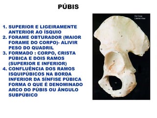 PÚBIS
1. SUPERIOR E LIGEIRAMENTE
ANTERIOR AO ÍSQUIO
2. FORAME OBTURADOR (MAIOR
FORAME DO CORPO)- ALIVIR
PESO DO QUADRIL
3. FORMADO : CORPO, CRISTA
PÚBICA E DOIS RAMOS
(SUPERIOR E INFERIOR)
4. CONFLUÊNCIA DOS RAMOS
ISQUIPÚBICOS NA BORDA
INFERIOR DA SÍNFISE PÚBICA
FORMA O QUE É DENOMINADO
ARCO DO PÚBIS OU ÂNGULO
SUBPÚBICO
 