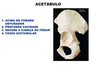 ACETÁBULO
1. ACIMA DO FORAMA
OBTURADOR
2. PROFUNDA CAVIDADE
3. RECEBE A CABEÇA DO FÊMUR
4. FOSSA ACETABULAR
 