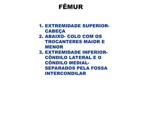 FÊMUR
1. EXTREMIDADE SUPERIOR-
CABEÇA
2. ABAIXO- COLO COM OS
TROCANTERES MAIOR E
MENOR
3. EXTREMIDADE INFERIOR-
CÔNDILO LATERAL E O
CÔNDILO MEDIAL-
SEPARADOS PELA FOSSA
INTERCONDILAR
 