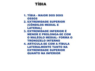 TÍBIA
1. TÍBIA - MAIOR DOS DOIS
OSSOS
2. EXTREMIDADE SUPERIOR
(CÕNDILOS MEDIAL E
LATERAL)
3. EXTREMIDADE INFERIOR É
MENOR E PROLONGA-SE COM
O MALÉOLO MEDIAL- FORMA O
TRONOZELO INTERNO
4. ARTICULA-SE COM A FÍBULA
LATERALMENTE TANTO NA
EXTREMIDADE SUPERIOR
QUANTO NA INFERIOR
 