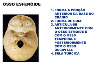 OSSO ESFENÓIDE
1. FORMA A PORÇÃO
ANTERIOR DA BASE DO
CRÂNIO
2. FORMA DE CUIA
3. ARTICULA-SE
ANTERIORMENTE COM
O OSSO ETMÓIDE E
COM O OSSO
TEMPORAL E
POSTERIORMENTE
COM O OSSO
OCCIPITAL
4. SELA TÚRCICA
 