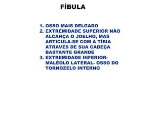 FÍBULA
1. OSSO MAIS DELGADO
2. EXTREMIDADE SUPERIOR NÃO
ALCANÇA O JOELHO, MAS
ARTICULA-SE COM A TÍBIA
ATRAVÉS DE SUA CABEÇA
BASTANTE GRANDE
3. EXTREMIDADE INFERIOR-
MALÉOLO LATERAL- OSSO DO
TORNOZELO INTERNO
 
