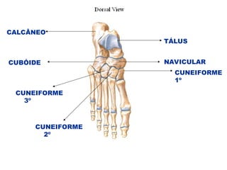 CALCÂNEO
TÁLUS
CUBÓIDE NAVICULAR
CUNEIFORME
1º
CUNEIFORME
2º
CUNEIFORME
3º
 