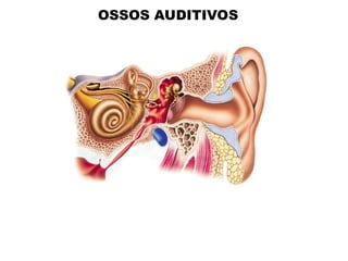 OSSOS AUDITIVOS
 