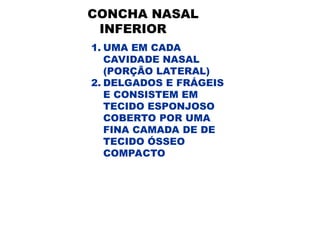 CONCHA NASAL
INFERIOR
1. UMA EM CADA
CAVIDADE NASAL
(PORÇÃO LATERAL)
2. DELGADOS E FRÁGEIS
E CONSISTEM EM
TECIDO ESPONJOSO
COBERTO POR UMA
FINA CAMADA DE DE
TECIDO ÓSSEO
COMPACTO
 