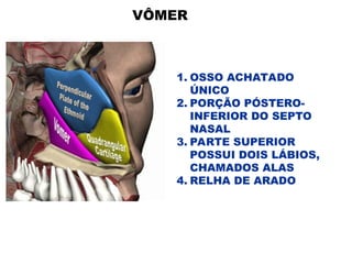 VÔMER
1. OSSO ACHATADO
ÚNICO
2. PORÇÃO PÓSTERO-
INFERIOR DO SEPTO
NASAL
3. PARTE SUPERIOR
POSSUI DOIS LÁBIOS,
CHAMADOS ALAS
4. RELHA DE ARADO
 