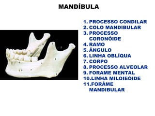MANDÍBULA
1. PROCESSO CONDILAR
2. COLO MANDIBULAR
3. PROCESSO
CORONÓIDE
4. RAMO
5. ÂNGULO
6. LINHA OBLÍQUA
7. CORPO
8. PROCESSO ALVEOLAR
9. FORAME MENTAL
10.LINHA MILOIEÓIDE
11.FORÂME
MANDIBULAR
 