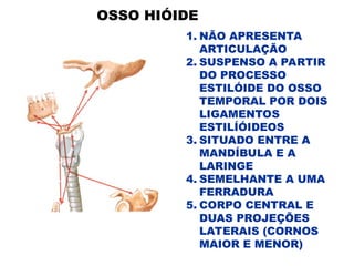 OSSO HIÓIDE
1. NÃO APRESENTA
ARTICULAÇÃO
2. SUSPENSO A PARTIR
DO PROCESSO
ESTILÓIDE DO OSSO
TEMPORAL POR DOIS
LIGAMENTOS
ESTILÍÓIDEOS
3. SITUADO ENTRE A
MANDÍBULA E A
LARINGE
4. SEMELHANTE A UMA
FERRADURA
5. CORPO CENTRAL E
DUAS PROJEÇÕES
LATERAIS (CORNOS
MAIOR E MENOR)
 