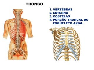 TRONCO
1. VÉRTEBRAS
2. ESTERNO
3. COSTELAS
4. PORÇÃO TRUNCAL DO
ESQUELETO AXIAL
 