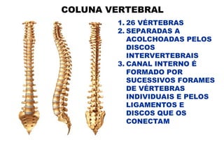 COLUNA VERTEBRAL
1. 26 VÉRTEBRAS
2. SEPARADAS A
ACOLCHOADAS PELOS
DISCOS
INTERVERTEBRAIS
3. CANAL INTERNO É
FORMADO POR
SUCESSIVOS FORAMES
DE VÉRTEBRAS
INDIVIDUAIS E PELOS
LIGAMENTOS E
DISCOS QUE OS
CONECTAM
 