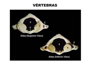 VÉRTEBRAS
 