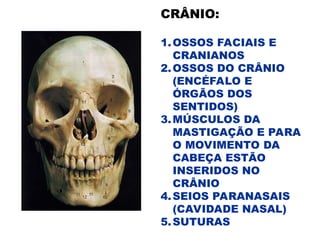 CRÂNIO:
1.OSSOS FACIAIS E
CRANIANOS
2.OSSOS DO CRÂNIO
(ENCÉFALO E
ÓRGÃOS DOS
SENTIDOS)
3.MÚSCULOS DA
MASTIGAÇÃO E PARA
O MOVIMENTO DA
CABEÇA ESTÃO
INSERIDOS NO
CRÂNIO
4.SEIOS PARANASAIS
(CAVIDADE NASAL)
5.SUTURAS
 