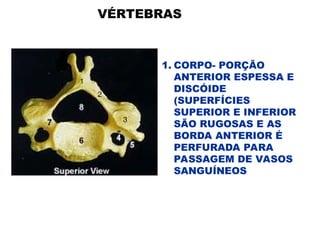 1. CORPO- PORÇÃO
ANTERIOR ESPESSA E
DISCÓIDE
(SUPERFÍCIES
SUPERIOR E INFERIOR
SÃO RUGOSAS E AS
BORDA ANTERIOR É
PERFURADA PARA
PASSAGEM DE VASOS
SANGUÍNEOS
VÉRTEBRAS
 