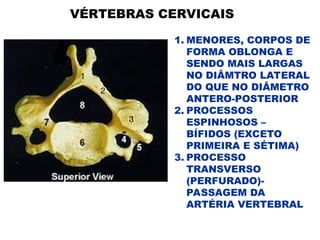 1. MENORES, CORPOS DE
FORMA OBLONGA E
SENDO MAIS LARGAS
NO DIÂMTRO LATERAL
DO QUE NO DIÂMETRO
ANTERO-POSTERIOR
2. PROCESSOS
ESPINHOSOS –
BÍFIDOS (EXCETO
PRIMEIRA E SÉTIMA)
3. PROCESSO
TRANSVERSO
(PERFURADO)-
PASSAGEM DA
ARTÉRIA VERTEBRAL
VÉRTEBRAS CERVICAIS
 
