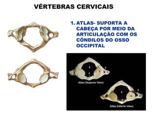 VÉRTEBRAS CERVICAIS
1. ATLAS- SUPORTA A
CABEÇA POR MEIO DA
ARTICULAÇÃO COM OS
CÔNDILOS DO OSSO
OCCIPITAL
 