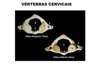VÉRTEBRAS CERVICAIS
 