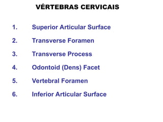 VÉRTEBRAS CERVICAIS
1. Superior Articular Surface
2. Transverse Foramen
3. Transverse Process
4. Odontoid (Dens) Facet
5. Vertebral Foramen
6. Inferior Articular Surface
 