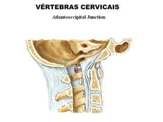 VÉRTEBRAS CERVICAIS
 