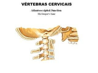 VÉRTEBRAS CERVICAIS
 
