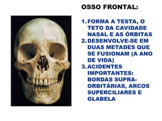 OSSO FRONTAL:
1.FORMA A TESTA, O
TETO DA CAVIDADE
NASAL E AS ÓRBITAS
2.DESENVOLVE-SE EM
DUAS METADES QUE
SE FUSIONAM (A ANO
DE VIDA)
3.ACIDENTES
IMPORTANTES:
BORDAS SUPRA-
ORBITÁRIAS, ARCOS
SUPERCILIARES E
GLABELA
 
