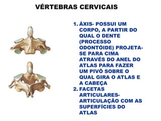 VÉRTEBRAS CERVICAIS
1. ÁXIS- POSSUI UM
CORPO, A PARTIR DO
QUAL O DENTE
(PROCESSO
ODONTÓIDE) PROJETA-
SE PARA CIMA
ATRAVÉS DO ANEL DO
ATLAS PARA FAZER
UM PIVÔ SOBRE O
QUAL GIRA O ATLAS E
A CABEÇA
2. FACETAS
ARTICULARES-
ARTICULAÇÃO COM AS
SUPERFÍCIES DO
ATLAS
 