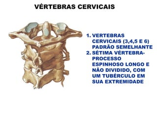 VÉRTEBRAS CERVICAIS
1. VERTEBRAS
CERVICAIS (3,4,5 E 6)
PADRÃO SEMELHANTE
2. SÉTIMA VÉRTEBRA-
PROCESSO
ESPINHOSO LONGO E
NÃO DIVIDIDO, COM
UM TUBÉRCULO EM
SUA EXTREMIDADE
 