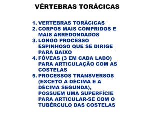 VÉRTEBRAS TORÁCICAS
1. VERTEBRAS TORÁCICAS
2. CORPOS MAIS COMPRIDOS E
MAIS ARREDONDADOS
3. LONGO PROCESSO
ESPINHOSO QUE SE DIRIGE
PARA BAIXO
4. FÓVEAS (3 EM CADA LADO)
PARA ARTICULAÇÃO COM AS
COSTELAS
5. PROCESSOS TRANSVERSOS
(EXCETO A DÉCIMA E A
DÉCIMA SEGUNDA),
POSSUEM UMA SUPERFÍCIE
PARA ARTICULAR-SE COM O
TUBÉRCULO DAS COSTELAS
 