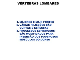 VÉRTEBRAS LOMBARES
1. MAIORES E MAIS FORTES
2. VÁRIAS PRJEÇÕES SÃO
CURTAS E ESPESSAS
3. PROCESSOS ESPINHOSOS
SÃO MODIFICADOS PARA
INSERÇÃO DOS PODEROSOS
MÚSCULOS DO DORSO
 