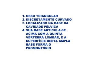 1. OSSO TRIANGULAR
2. DISCRETAMENTE CURVADO
3. LOCALIZADO NA BASE DA
CAVIDADE PÉLVICA
4. SUA BASE ARTICULA-SE
ACIMA COM A QUINTA
VÉRTEBRA LOMBAR, E A
SUPERFÍCIE DESTA AMPLA
BASE FORMA O
PROMONTÓRIO
 