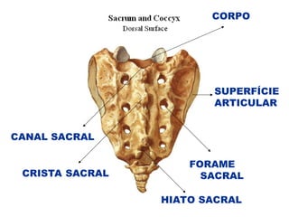 HIATO SACRAL
FORAME
SACRAL
SUPERFÍCIE
ARTICULAR
CORPO
CRISTA SACRAL
CANAL SACRAL
 