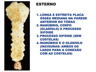 ESTERNO
1. LONGA E ESTREITA PLACA
ÓSSEA MEDIANA NA PAREDE
ANTERIOR DO TÓRAX
2. MANÚBRIO, CORPO
(GLADÍOLO) E PROCESSO
XIFÓIDE
3. PROCESSO XIFÓIDE (SEM
COSTELAS)
4. MANÚBRIO E O GLADÍOLO
(INCISURAS: AMBOS OS
LADOS PARA A CONEXÃO
COM AS COSTELAS)
 