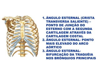 1. ÂNGULO ESTERNAL (CRISTA
TRANSVERSA SALIENTE) –
PONTO DE JUNÇÃO DO
ESTERNO COM A SEGUNDA
CARTILAGEM ATRAVÉS DA
CARTILAGEM COSTAL
2. ÂNGULO ESTERNAL- PONTO
MAIS ELEVADO DO ARCO
AÓRTICO
3. ÂNGULO ESTERNAL-
BIFURCAÇÃO DA TRAQUÉIA
NOS BRÔNQUIOS PRINCIPAIS
 