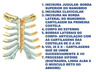 1. INCISURA JUGULAR- BORDA
SUPERIOR DO MANÚBRIO
2. INCISURA CLAVICULAR
3. INCISURA NA BORDA
LATERAL DO MANÚBRIO-
CARTILAGEM DA PRIMEIRA
COSTELA
4. CORPO DO ESTERNO
5. BORDAS LATERAIS DO
CORPO- ARTICULAÇÃO COM
AS CARTILAGENS DAS
COSTELAS DE II A VII
6. VIII, IX E X – CARTILAGENS
QUE SE UNEM
SUCESSIVAMENTE À VII
7. PROCESSO XIFÓIDE
(DIAFRAGMA, LINHA ALBA E
O MÚSCULO RETO DO
ABDOME)
 