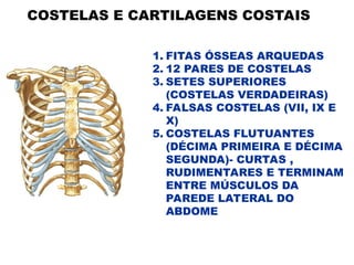 COSTELAS E CARTILAGENS COSTAIS
1. FITAS ÓSSEAS ARQUEDAS
2. 12 PARES DE COSTELAS
3. SETES SUPERIORES
(COSTELAS VERDADEIRAS)
4. FALSAS COSTELAS (VII, IX E
X)
5. COSTELAS FLUTUANTES
(DÉCIMA PRIMEIRA E DÉCIMA
SEGUNDA)- CURTAS ,
RUDIMENTARES E TERMINAM
ENTRE MÚSCULOS DA
PAREDE LATERAL DO
ABDOME
 