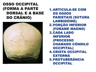 OSSO OCCIPITAL
(FORMA A PARTE
DORSAL E A BASE
DO CRÂNIO)
1.ARTICULA-SE COM
OS OSSOS
PARIETAIS (SUTURA
LAMBIDÓIDE)
2.PORÇÃO INFERIOR
(FORAME MAGNO)
3.CADA LADO
INFERIOR
(PROCESSO
CHAMADO CÔNDILO
OCCIPITAL)
4.CRISTA OCCIPITAL
EXTERNA
5.PROTUBERÂNCIA
OCCIPITAL
 
