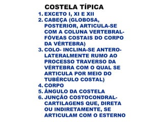 COSTELA TÍPICA
1. EXCETO I, XI E XII
2. CABEÇA (GLOBOSA,
POSTERIOR, ARTICULA-SE
COM A COLUNA VERTEBRAL-
FÓVEAS COSTAIS DO CORPO
DA VÉRTEBRA)
3. COLO- INCLINA-SE ANTERO-
LATERALMENTE RUMO AO
PROCESSO TRAVERSO DA
VÉRTEBRA COM O QUAL SE
ARTICULA POR MEIO DO
TUBÉRCULO COSTAL)
4. CORPO
5. ÂNGULO DA COSTELA
6. JUNÇÃO COSTOCONDRAL-
CARTILAGENS QUE, DIRETA
OU INDIRETAMENTE, SE
ARTICULAM COM O ESTERNO
 