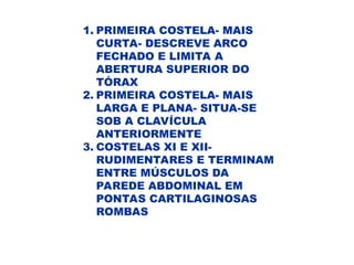 1. PRIMEIRA COSTELA- MAIS
CURTA- DESCREVE ARCO
FECHADO E LIMITA A
ABERTURA SUPERIOR DO
TÓRAX
2. PRIMEIRA COSTELA- MAIS
LARGA E PLANA- SITUA-SE
SOB A CLAVÍCULA
ANTERIORMENTE
3. COSTELAS XI E XII-
RUDIMENTARES E TERMINAM
ENTRE MÚSCULOS DA
PAREDE ABDOMINAL EM
PONTAS CARTILAGINOSAS
ROMBAS
 