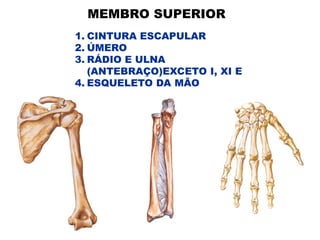 MEMBRO SUPERIOR
1. CINTURA ESCAPULAR
2. ÚMERO
3. RÁDIO E ULNA
(ANTEBRAÇO)EXCETO I, XI E
4. ESQUELETO DA MÃO
 