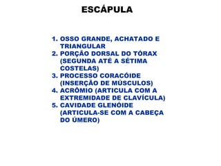 1. OSSO GRANDE, ACHATADO E
TRIANGULAR
2. PORÇÃO DORSAL DO TÓRAX
(SEGUNDA ATÉ A SÉTIMA
COSTELAS)
3. PROCESSO CORACÓIDE
(INSERÇÃO DE MÚSCULOS)
4. ACRÔMIO (ARTICULA COM A
EXTREMIDADE DE CLAVÍCULA)
5. CAVIDADE GLENÓIDE
(ARTICULA-SE COM A CABEÇA
DO ÚMERO)
ESCÁPULA
 
